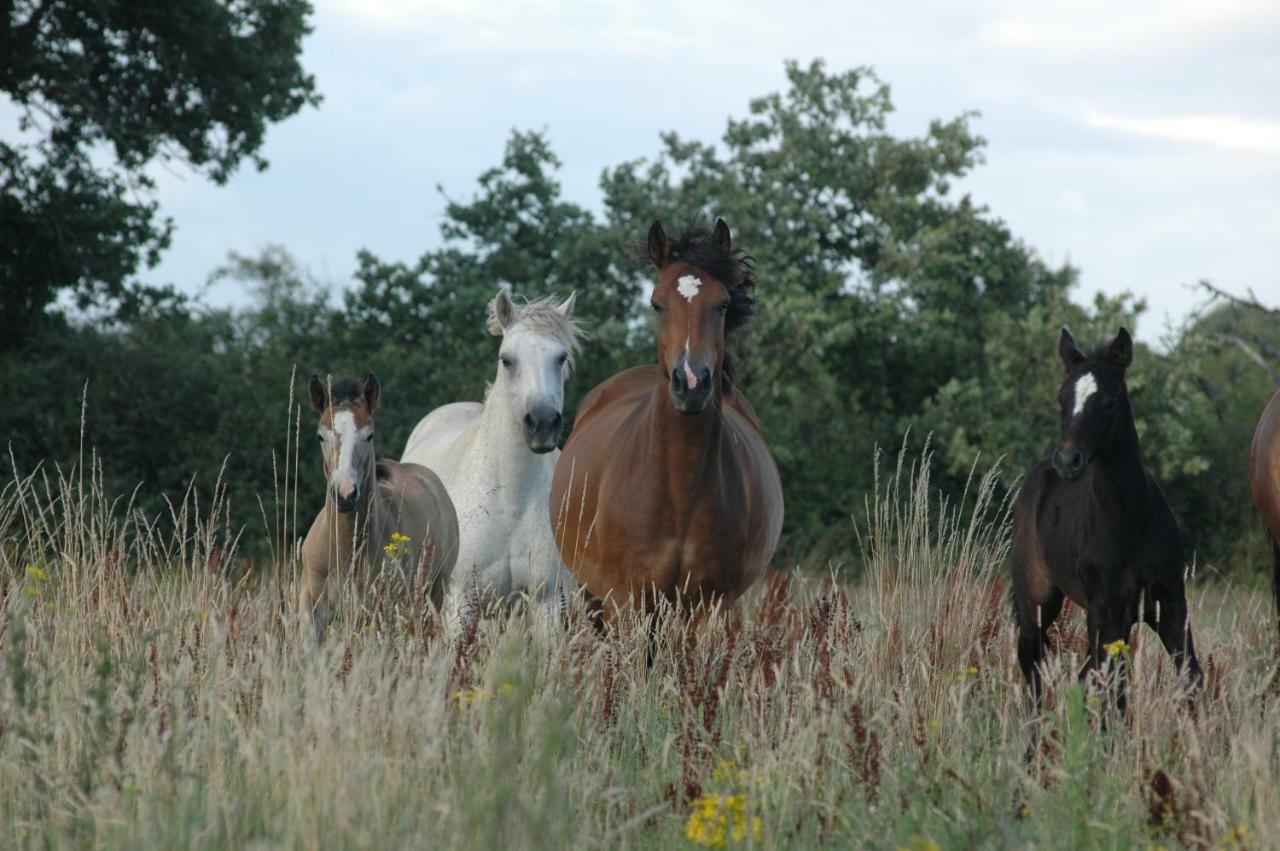 Petit Gite A La Ferme Βίλα Rosnay  Εξωτερικό φωτογραφία