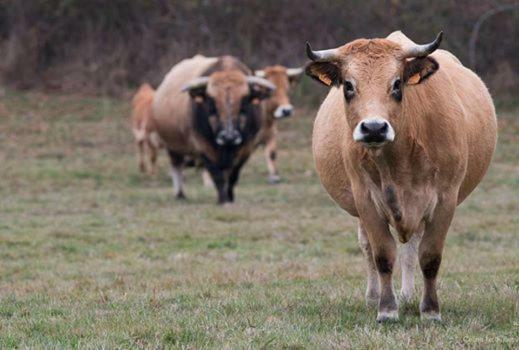 Petit Gite A La Ferme Βίλα Rosnay  Εξωτερικό φωτογραφία